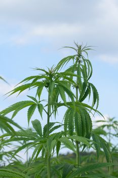 green marijunana field from the czech republic 