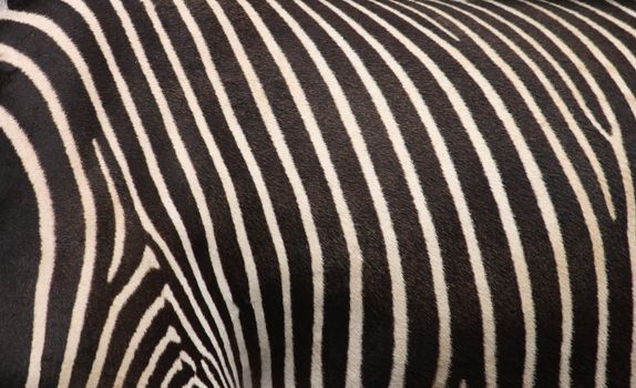 very nice zebra texture from the animal skin