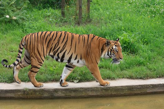 tiger is walking in the Prague ZOO