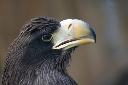head of eagle isolated on the brown background