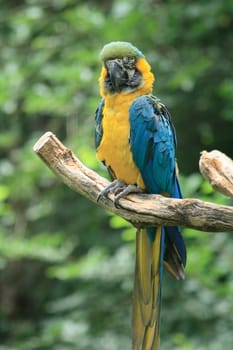 yellow and blue parrot on the green background