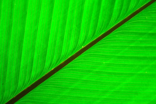 very nice natural leaf  background from my garden 