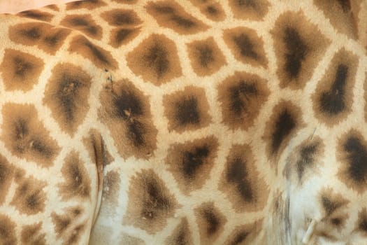 nice natural giraffe texture as animal background