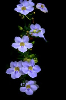 very nice natural flower background from my garden 
