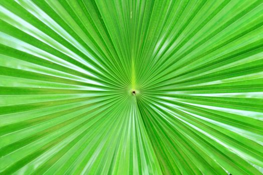 nice green texture from the palm tree