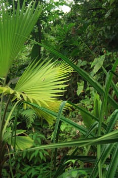 very nice natural leaf  background from my garden 