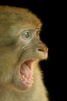 small monkey is singing on the black background