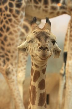 head of young giraffe in the Prague ZOO