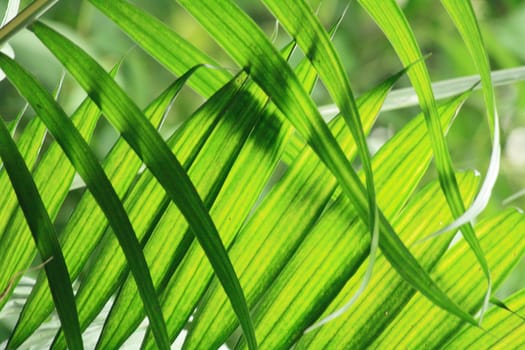 very nice natural leaf  background from my garden 