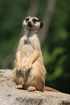 suricatta animal is looking for his friends