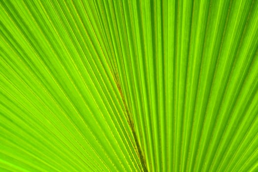 very nice natural leaf  background from my garden 
