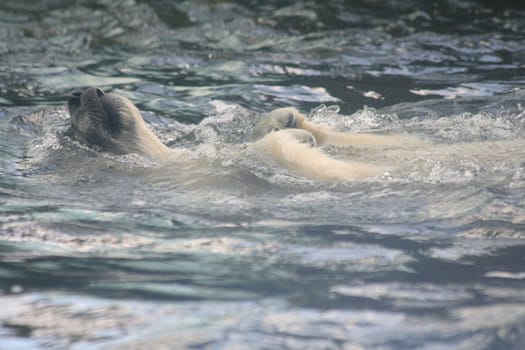 ice bear swimming in the polar water 