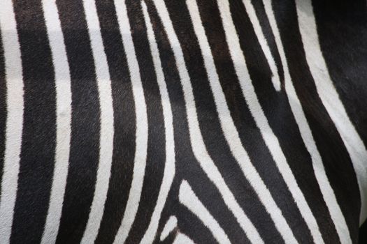 very nice zebra texture from the animal skin
