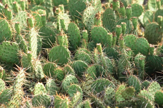 nice green cactus texture from the botanical garden 
