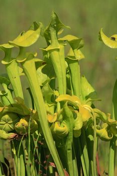 very nice and green carnivorous plant from the botanical garden