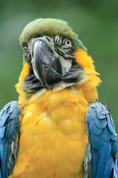 yellow and blue parrot on the green background