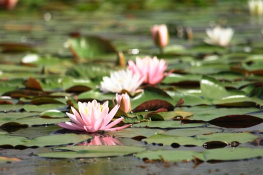 very nice water lilly in the laeke in the botanical garden 