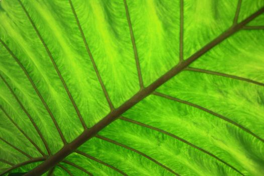 very nice natural leaf  background from my garden 
