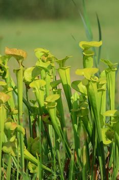 very nice and green carnivorous plant from the botanical garden