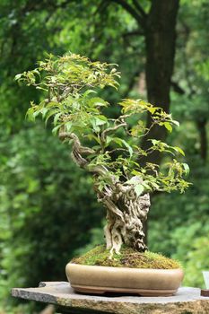 bonsai tree in the botanical garden in the Prague