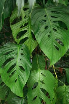 very nice natural leaf  background from my garden 