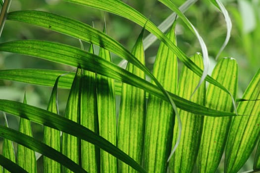 very nice natural leaf  background from my garden 