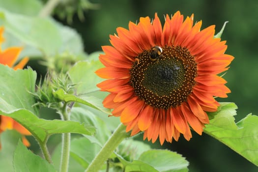 nice detail of sunflower with the bee