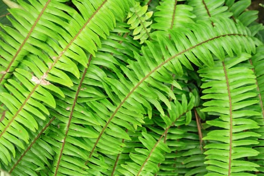 very nice natural leaf  background from my garden 