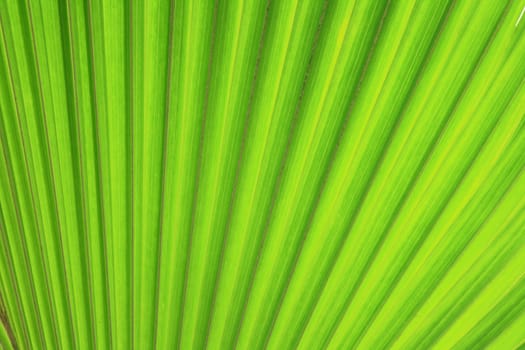 very nice natural leaf  background from my garden 