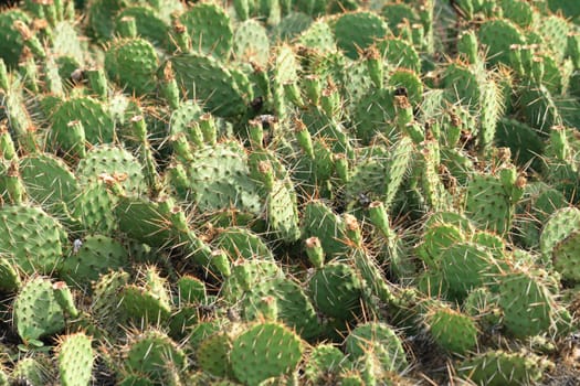 nice green cactus texture from the botanical garden 