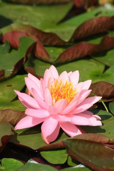 very nice water lilly in the laeke in the botanical garden 