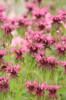 very nice natural flower background from my garden 