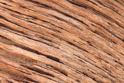 very nice wood texture from the big cactus 