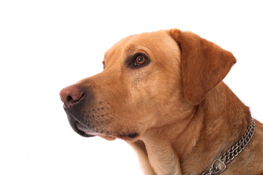 very nice  labrador on the white background