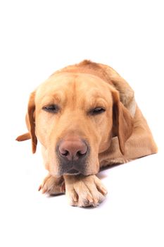 very nice  labrador on the white background