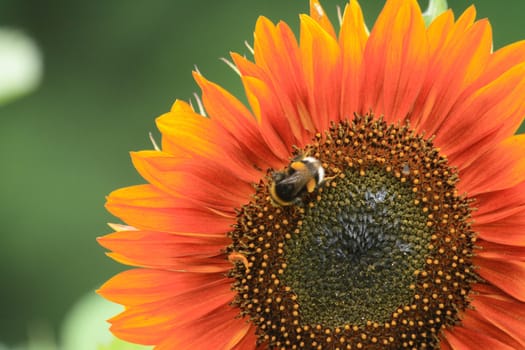 nice detail of sunflower with the bee