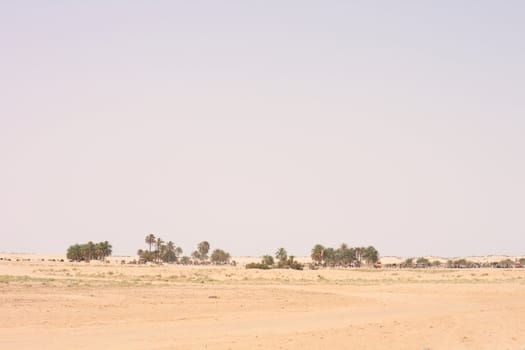 oasis in the sahara in the Tunisia 