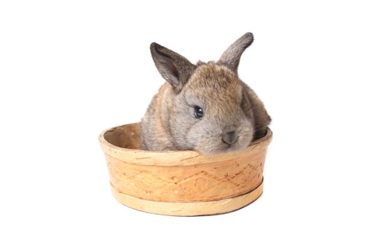 nice easter rabbit on the white background 