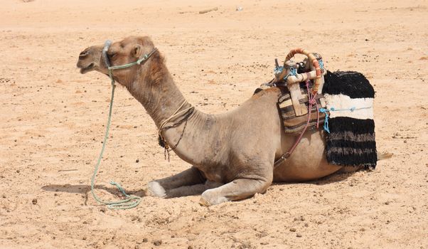 camel in the sahara in the Tunisia 