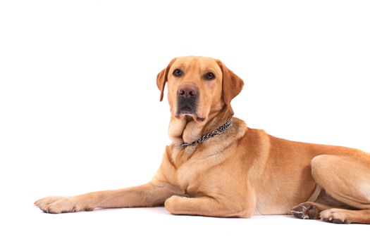 very nice  labrador on the white background