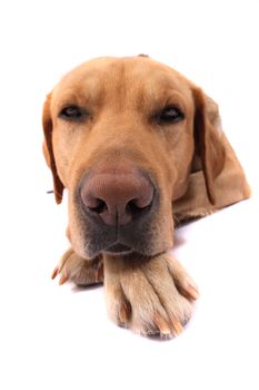 very nice  labrador on the white background