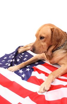 very nice  labrador on the USA flag