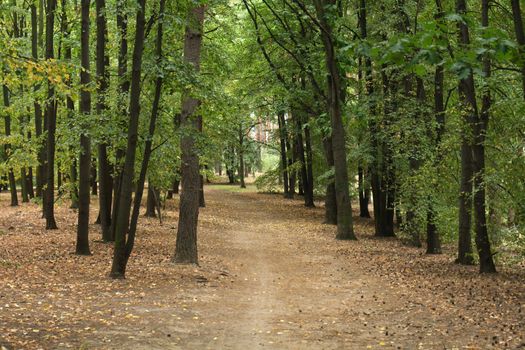 nice autumn forest in the prague park