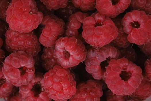 fresh raspberries as red natural foof background