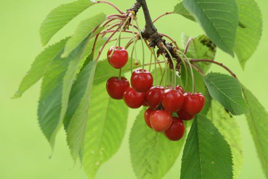 fresh red cherries on green as natural food background