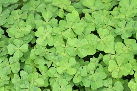 fresh green leaves as natural garden  background