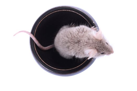 brown mouse isolated on the white background