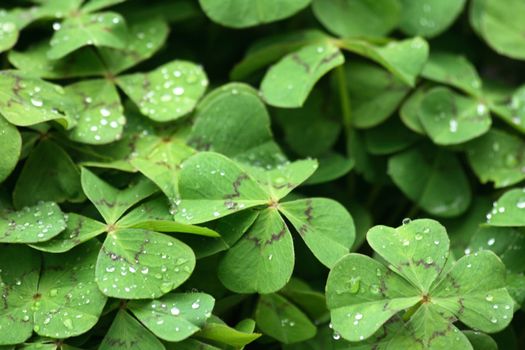 fresh green leaves as natural garden  background