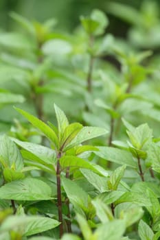 green fresh mint as natural food background