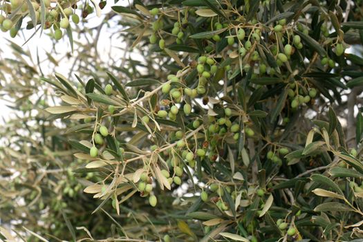 olive tree in  the desert in the Tunisia 